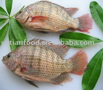 Frozen Whole Round Tilapia