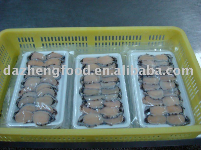 abalone