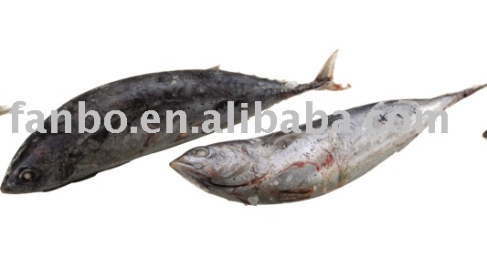 Frozen  Bonito