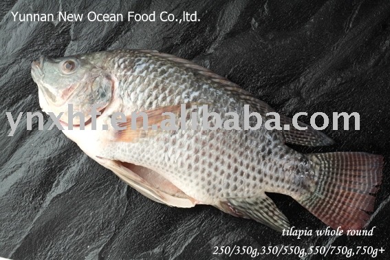 tilapia whole round