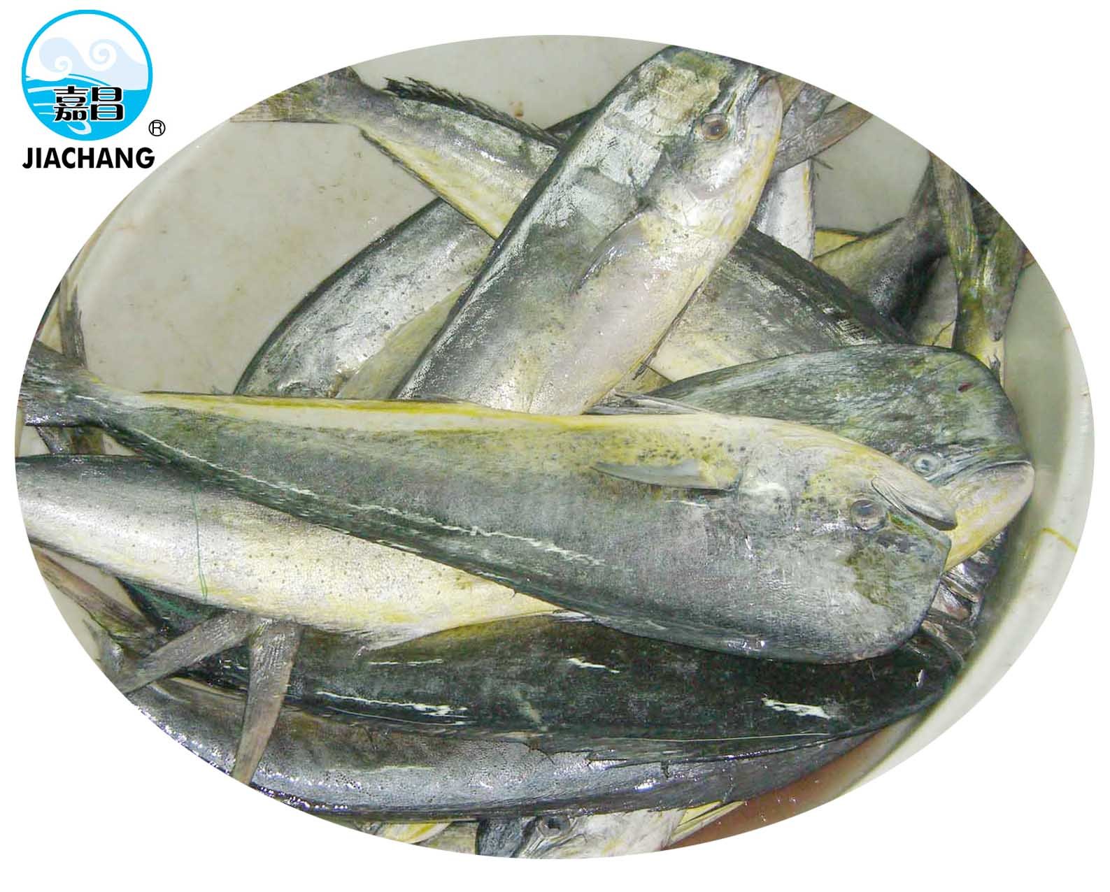 Mahi Mahi WR,China price supplier 21food