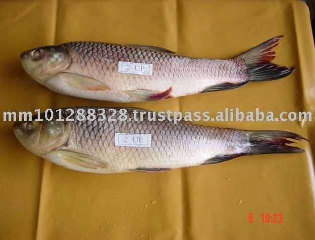 Fresh Fish Rohu