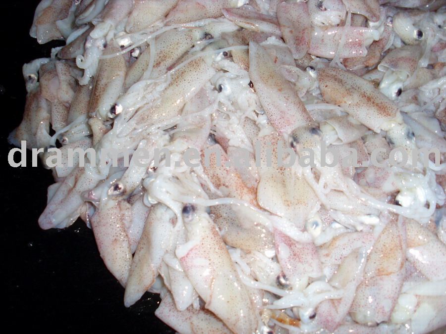 Frozen squid
