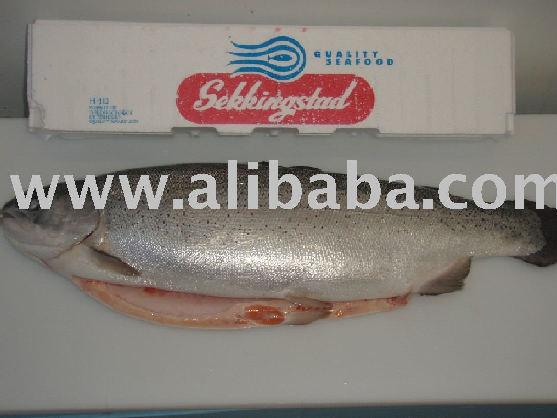 Fresh Atlantic Salmon (Special package for air freight)