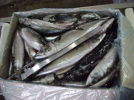 Atlantic Mackerel (Scomber Japonicus) W/R 400/600