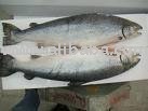 Fresh and Frozen atlantic mackerel fish