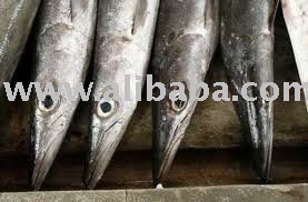 capitane fish