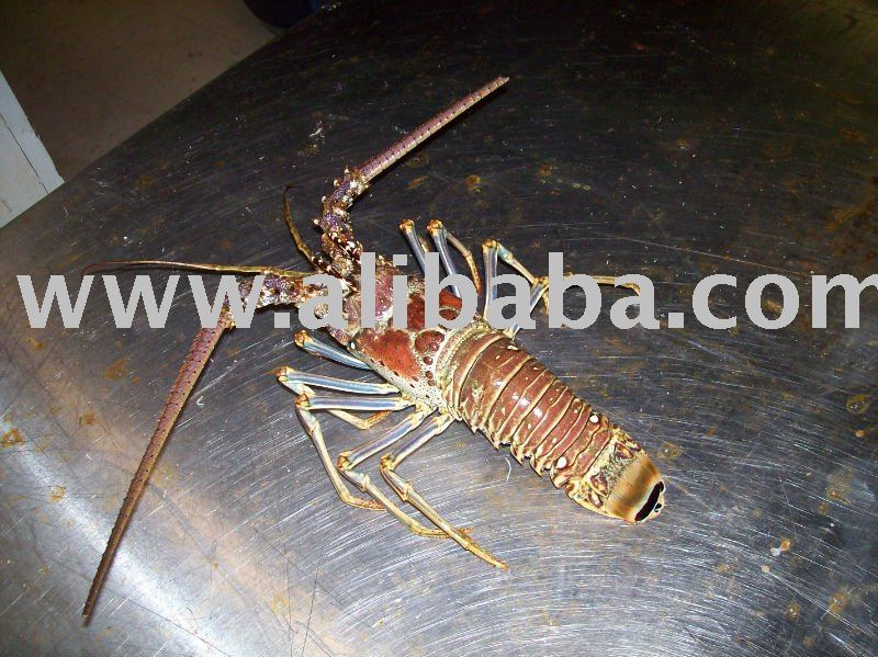 spiny lobster