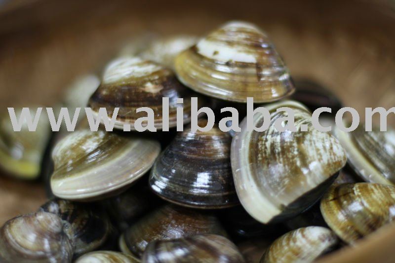  Fresh   Clam s