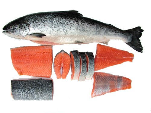 Fresh or Frozen Salmon,Norway price supplier - 21food