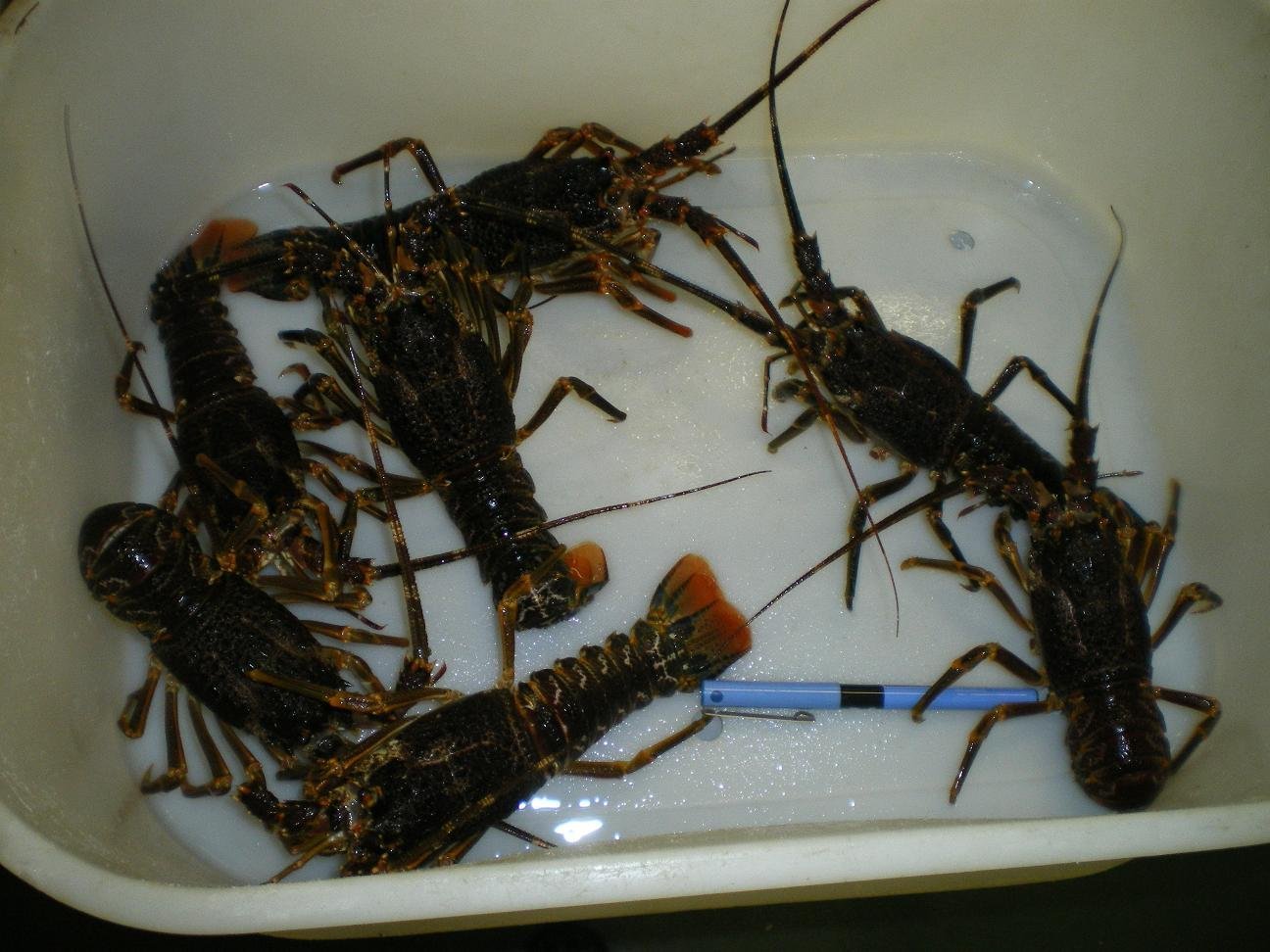 Baby lobster,Namibia price supplier 21food