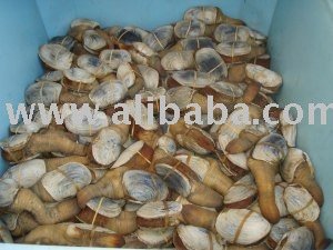 High Quality Geoduck For Sale