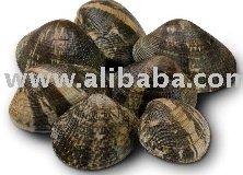 Manila Clams fresh from Washington State USA