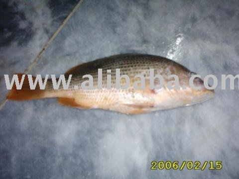 Snapper Fish