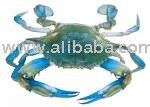 Blue Crab