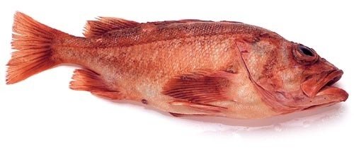 sea trout