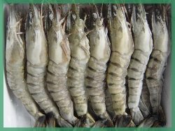 Fresh, Frozen Prawns