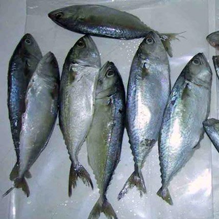 Mackrel