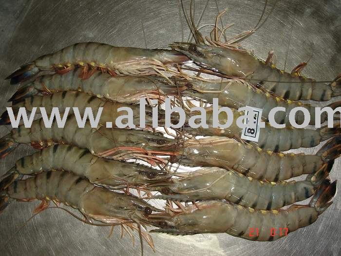A.S. international Offers Frozen Black tiger Harina Cat tiger Shrimps