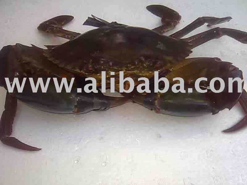 LIVE MUD CRABS
