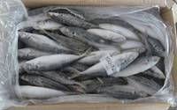 ribbon fish available for genuine buyers
