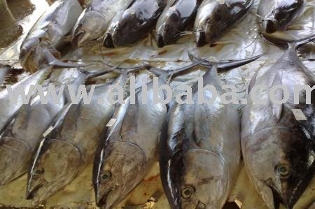 Big Eye Tuna (Thunnus obesus)