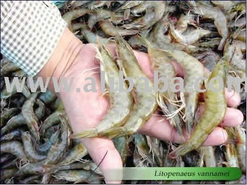 shrimp