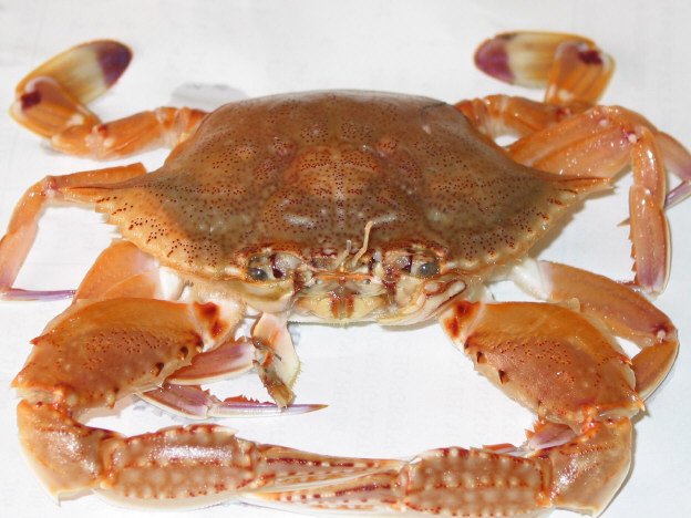 Frozen Shrimp And Seafood
