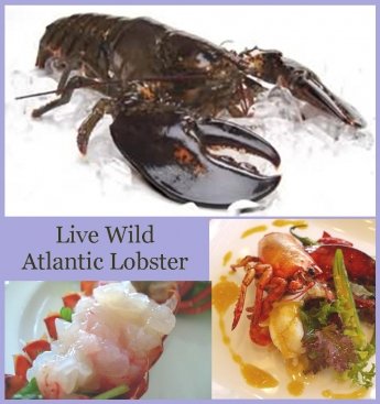 Live Canadian Atlantic Lobster,Canada price supplier - 21food