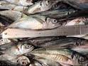 Fresh Mackerel