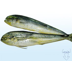 fresh whole mahi mahi or fillet