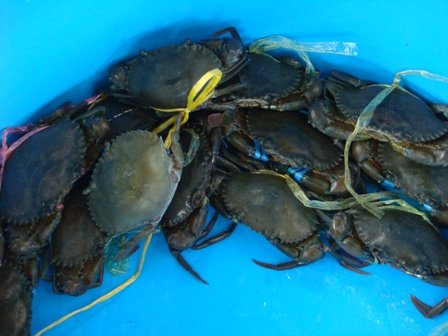 Live Mud Crabs