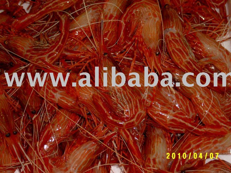 Shrimp