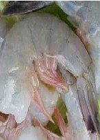 Fresh Gulf Shrimp