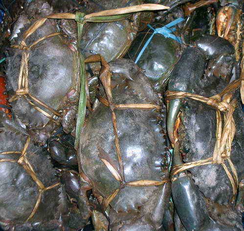 Live Mud Crabs for Sale