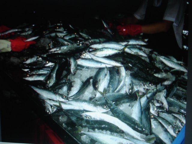 Frozen round scad