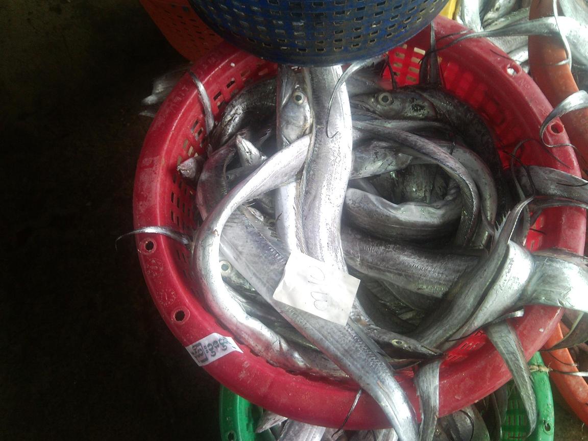 Ribbon Fish