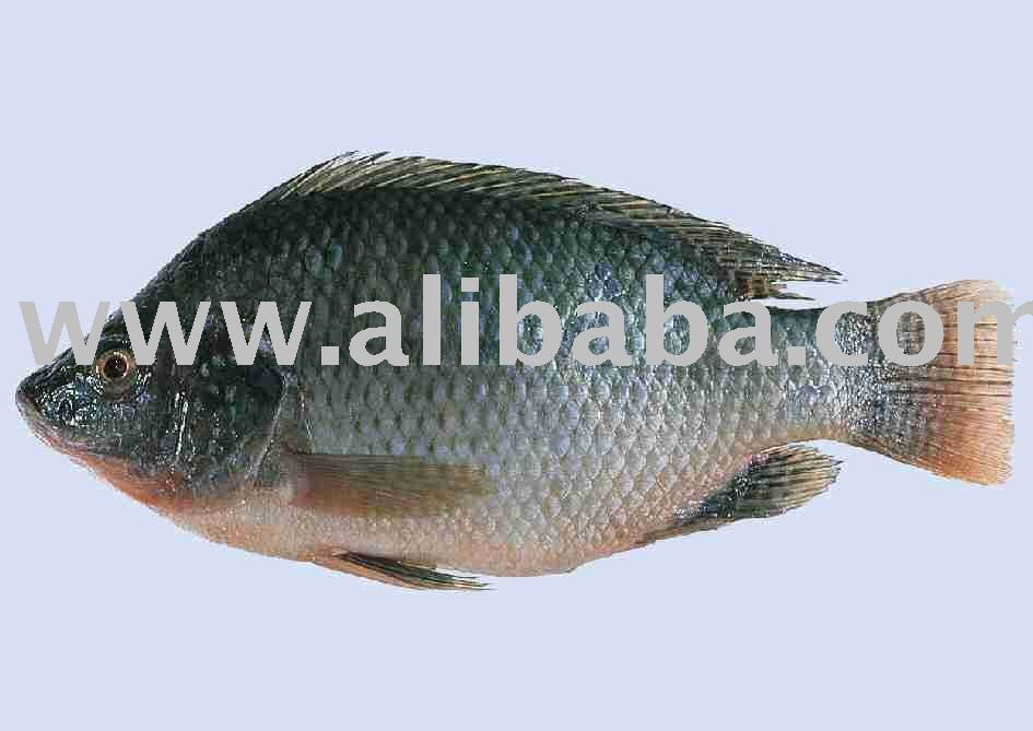 fish tilapia and mullet