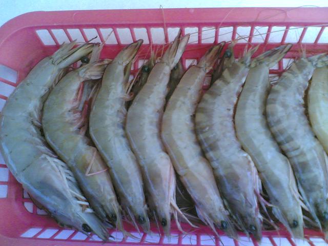 Prawns And Lobsters products,Sri Lanka Prawns And Lobsters supplier