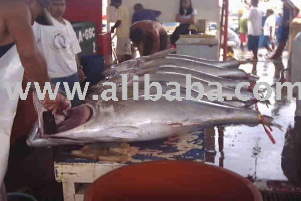 Y.FIN / SKIPJACK  TUNA FRESH FROZEN ON BOARD