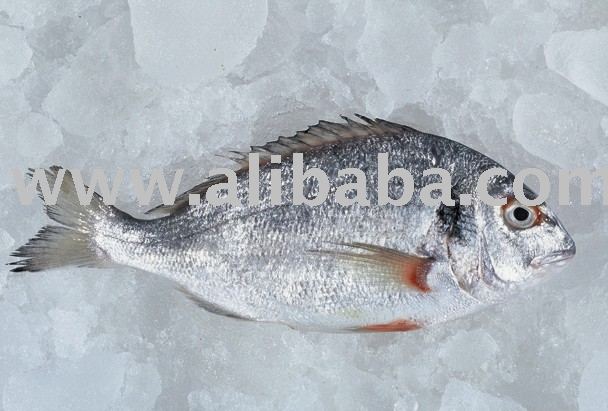 BEST QUALITY FRESH CHILLED SEA BREAM