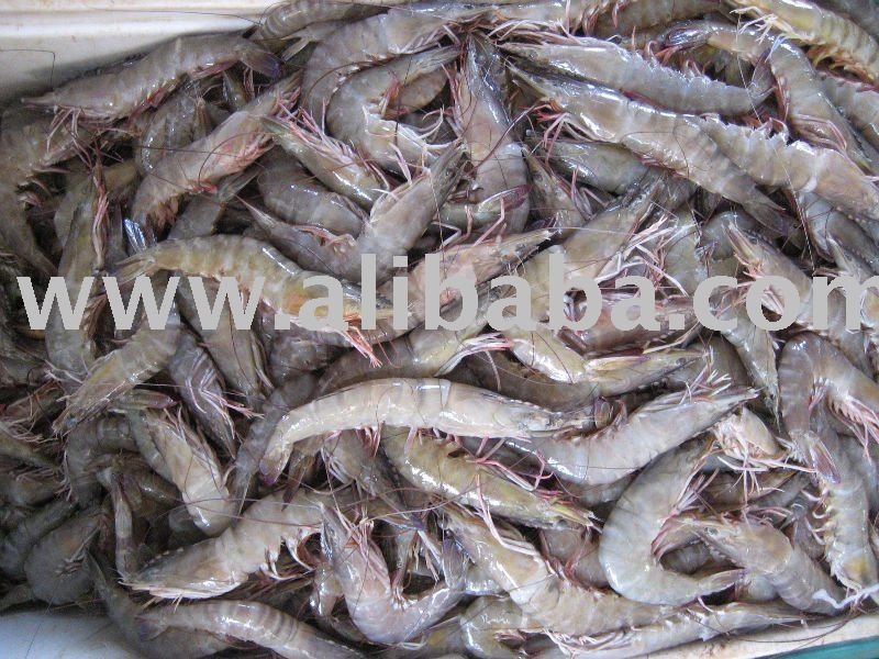 Grouper / Hamour,Yemen red sea fish price supplier - 21food