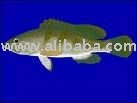 White Grouper,Frozen Mackerel FIish