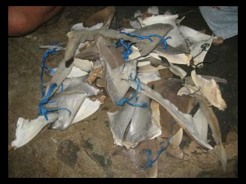  FISH   FIN  -  FISH  MAW - SIRIP IKAN HIU -  GELEMBUNG IKAN