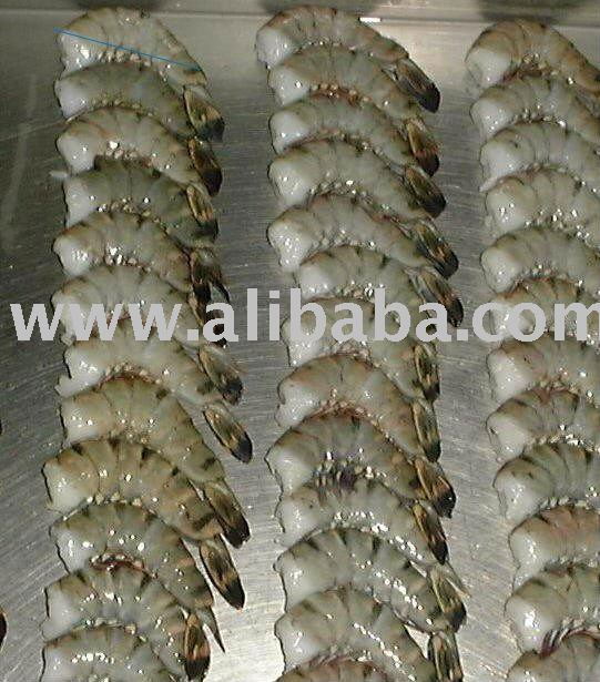 TIGER LOBSTER products,India TIGER LOBSTER supplier