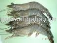 Best Quality  Tiger Shrimp for sale and Lobster