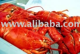 lobster