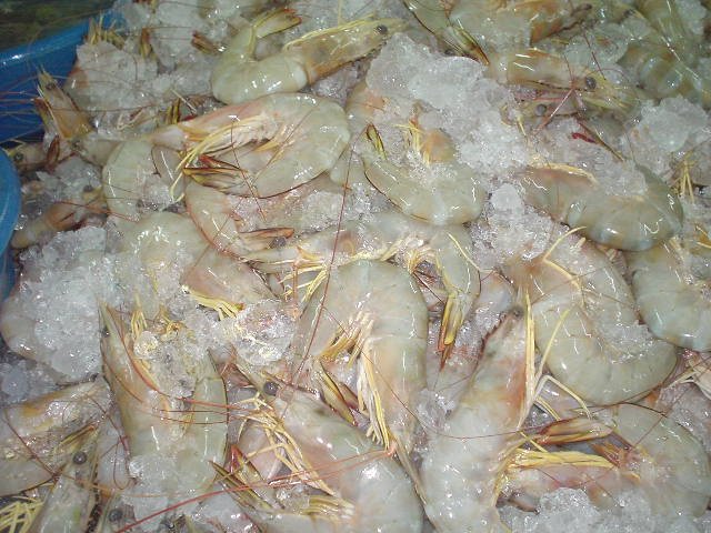 FRESH WHITE SHRIMPS