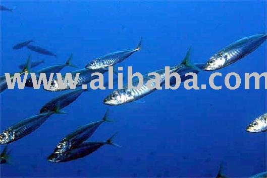Pacific Mackerel