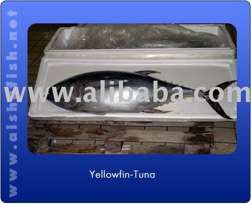 Frozen Yellowfin Tuna